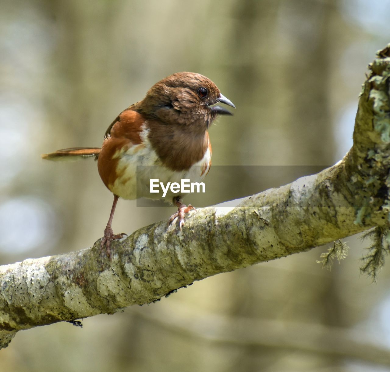 Close-up of eastern townes perching on branch