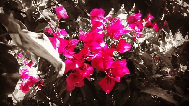 CLOSE-UP OF PINK FLOWERS