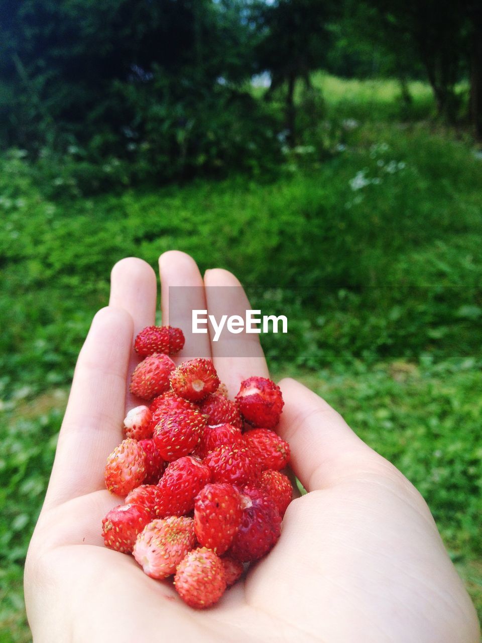 Close-up of hand holding strawberries