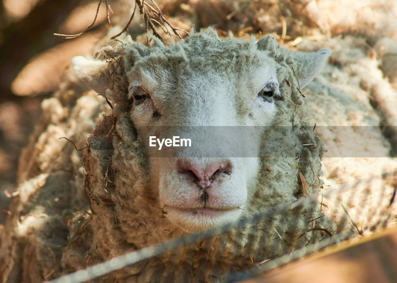 A free range non-farm unsheared woolly sheep in its enclosure at the farm exhibit.
