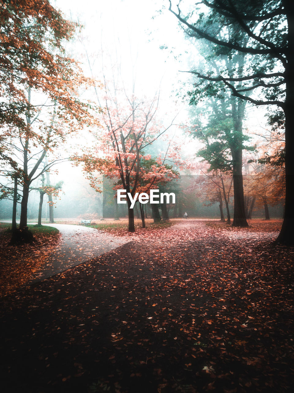 TREES BY AUTUMN LEAVES ON ROAD