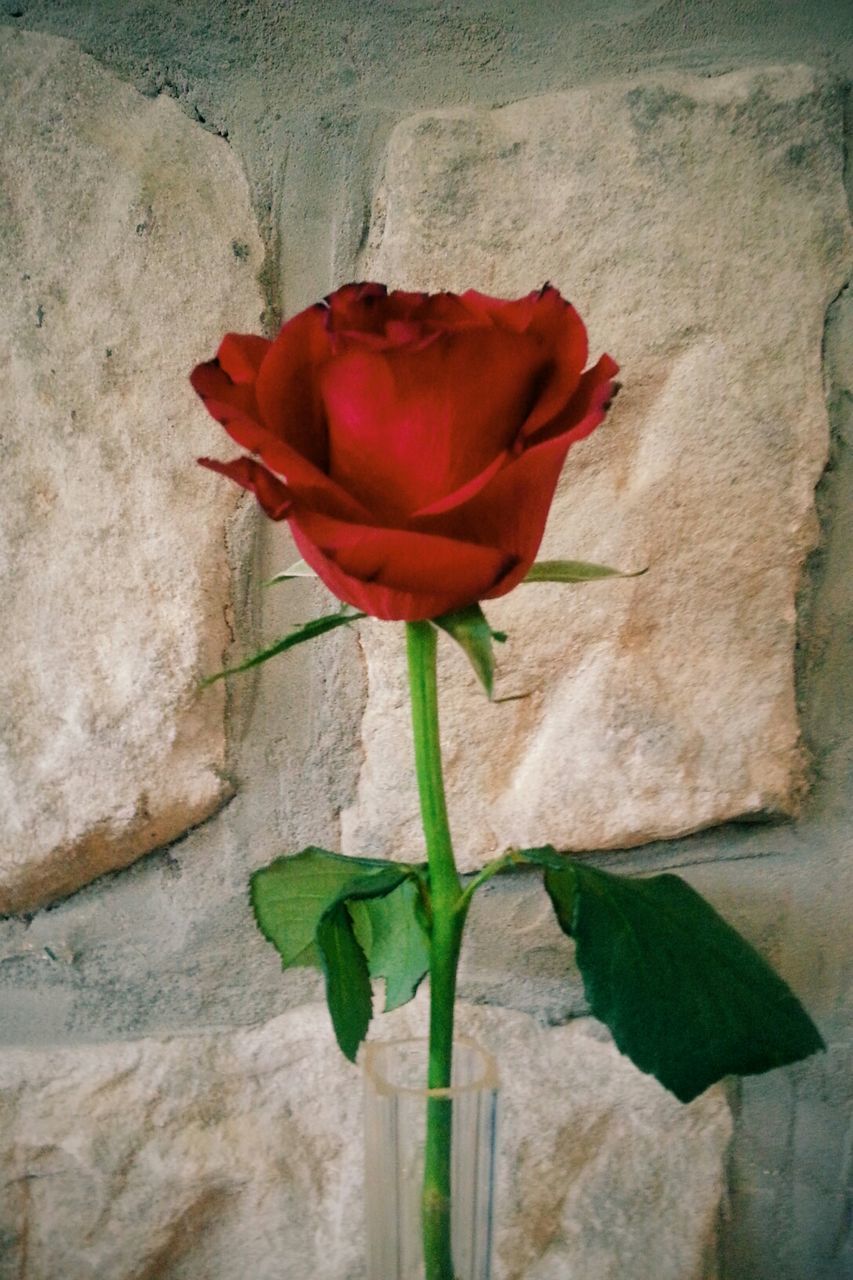 Red rose flower against wall