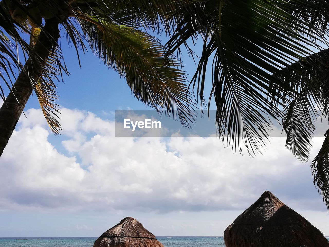 PANORAMIC VIEW OF PALM TREES ON BEACH AGAINST SKY