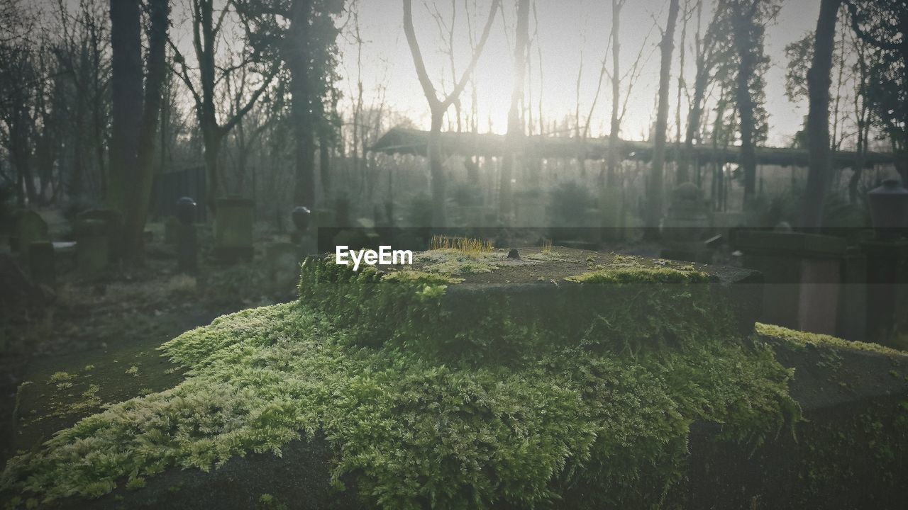PLANTS GROWING IN FOREST