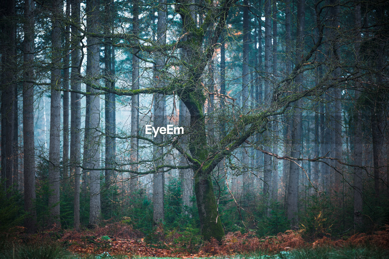 Forest covered in fog 