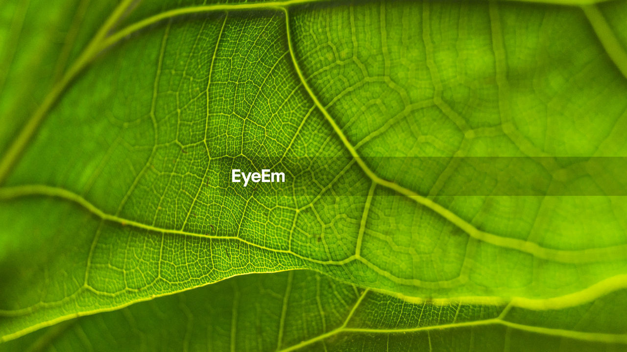 MACRO SHOT OF GREEN LEAVES