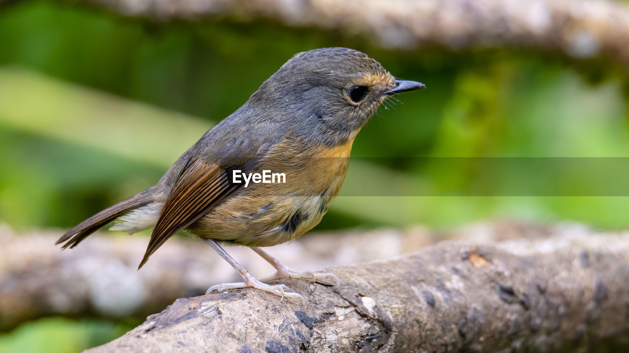 animal themes, animal, animal wildlife, bird, nature, wildlife, one animal, beak, robin, close-up, perching, no people, full length, outdoors, songbird, focus on foreground, environment, tree, beauty in nature, wood, plant, blackbird, day, worm, rock, branch