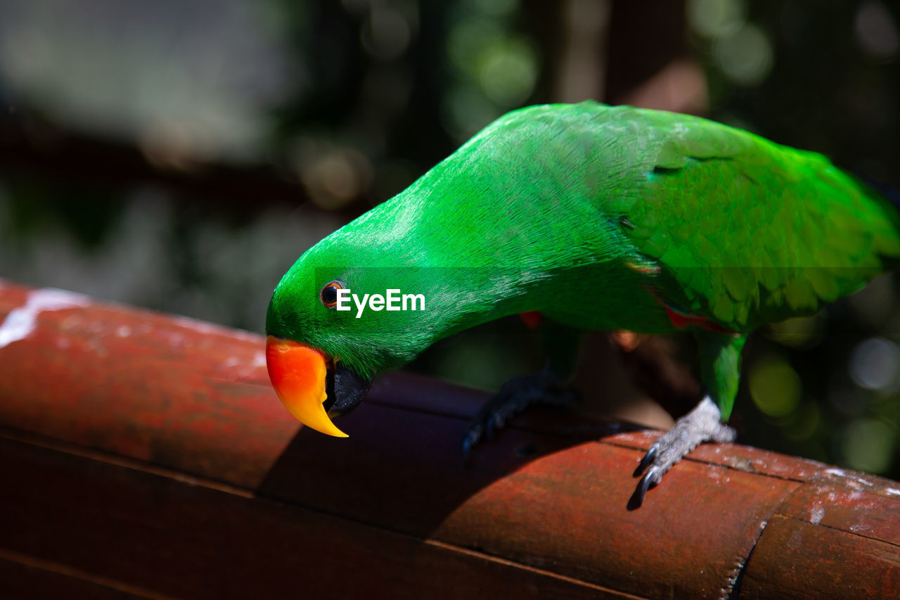 green, animal themes, animal, pet, bird, animal wildlife, parrot, beak, one animal, close-up, wildlife, nature, multi colored, perching, red, no people, animal body part, rainforest, outdoors, tropical bird, tropical climate, macro photography, environment, focus on foreground, lovebird, parakeet, tropical rainforest, vibrant color