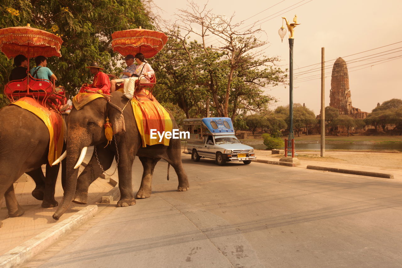 People riding elephants on road