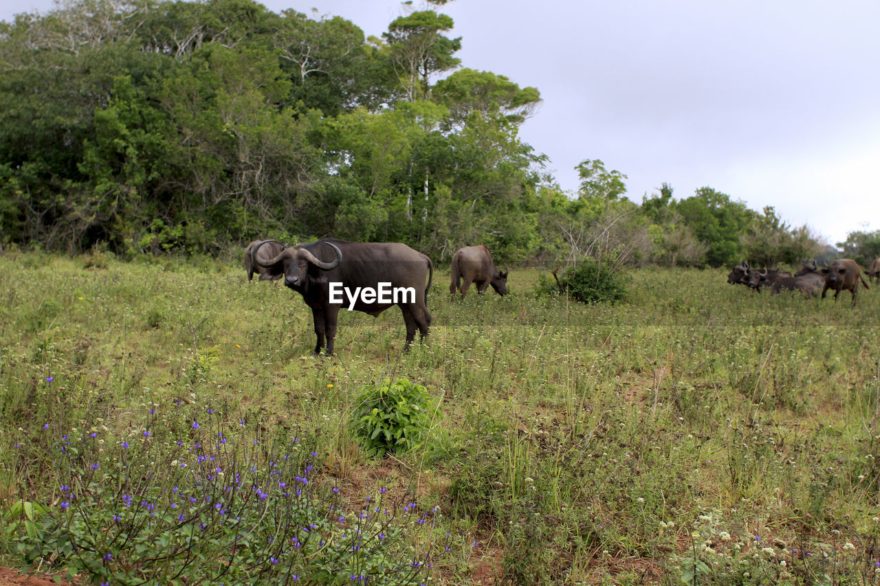 VIEW OF ELEPHANT IN THE FIELD