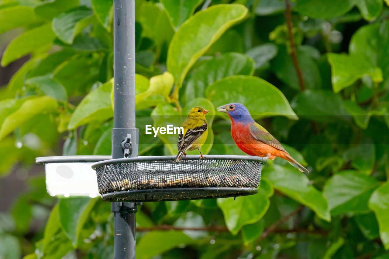 low angle view of bird perching on feeder