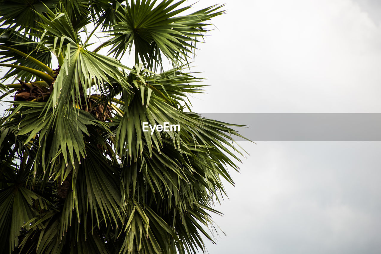 LOW ANGLE VIEW OF PALM TREES AGAINST SKY