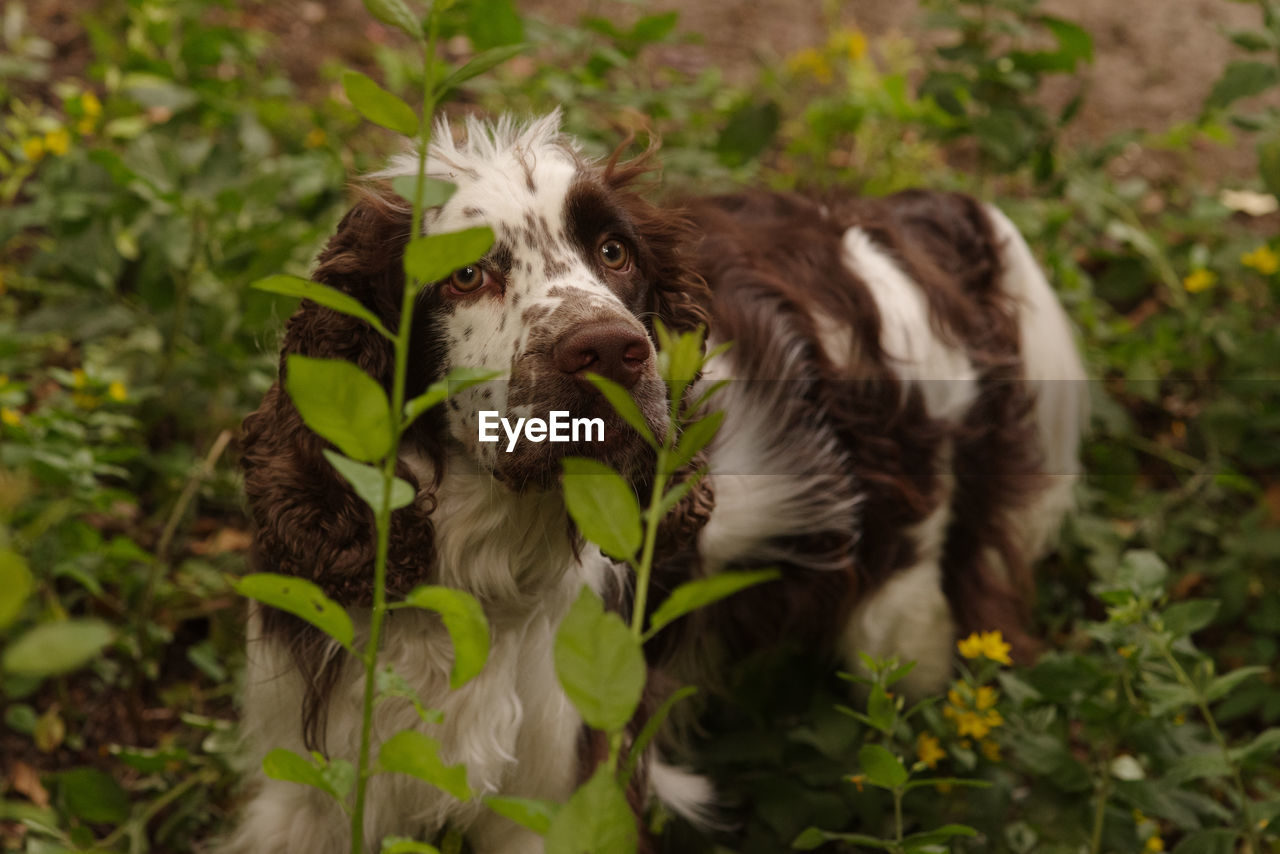 Dog in a field