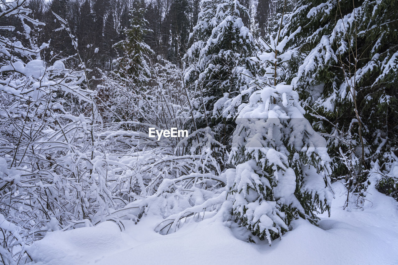 snow, cold temperature, winter, tree, plant, forest, nature, beauty in nature, land, environment, scenics - nature, landscape, frozen, white, coniferous tree, pine tree, tranquility, tranquil scene, woodland, no people, non-urban scene, pinaceae, freezing, pine woodland, branch, outdoors, day, polar climate, snowing, idyllic, spruce, mountain, frost, ice, evergreen tree, footwear, extreme weather, winter storm, travel, blizzard