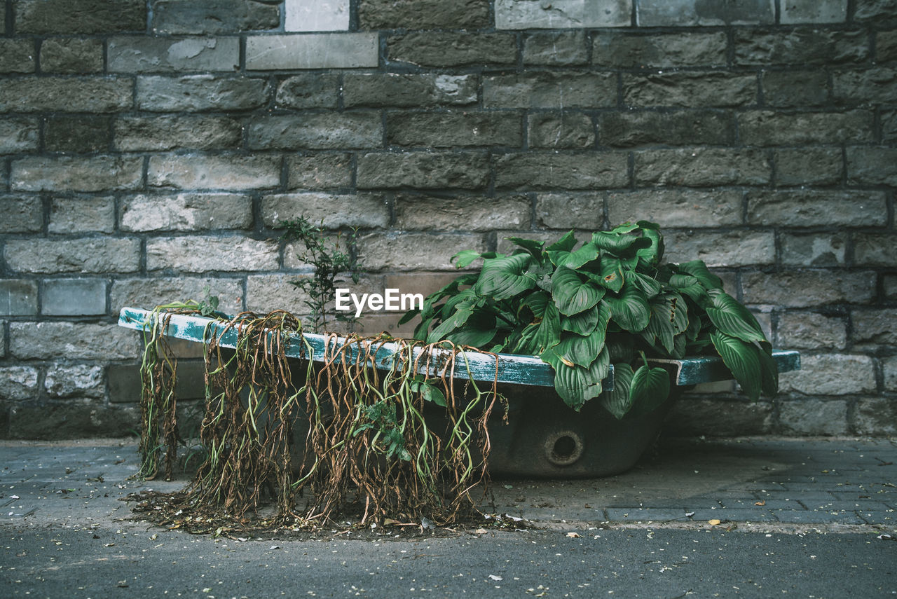 Plants growing on footpath against wall