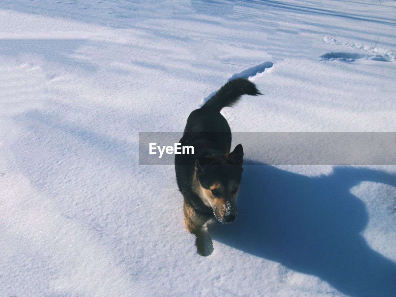 HIGH ANGLE VIEW OF DOG IN WINTER