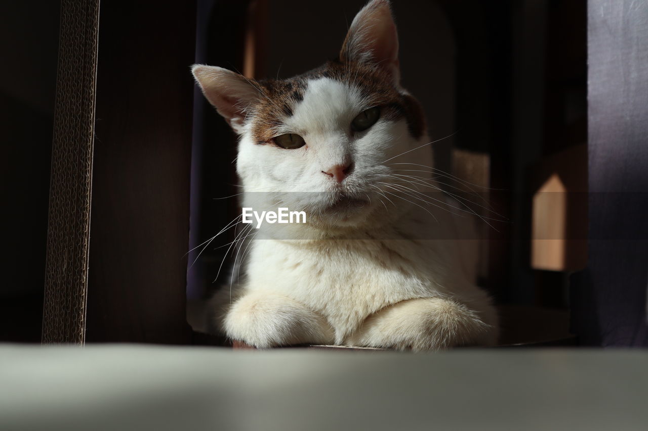 close-up of cat looking away