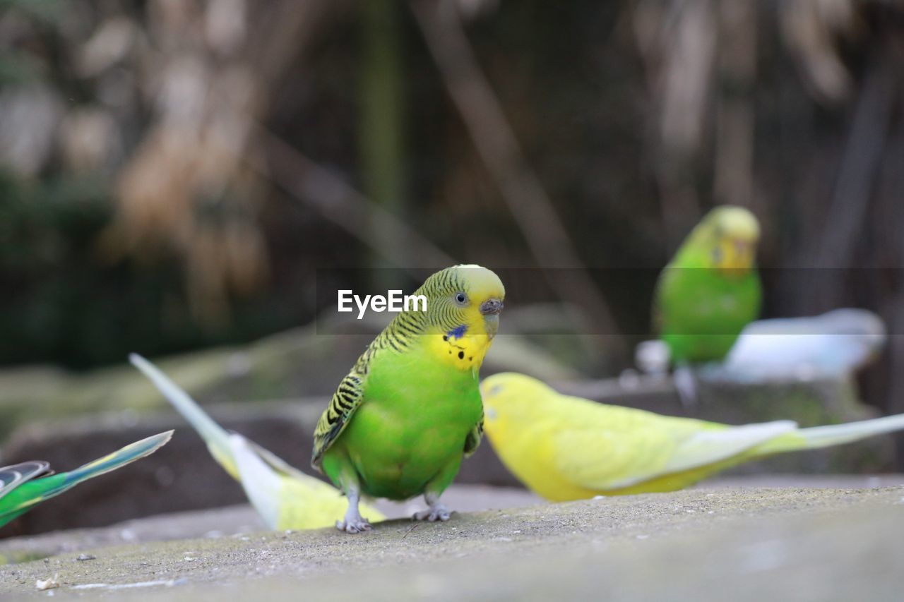 PARROT PERCHING ON LEAF