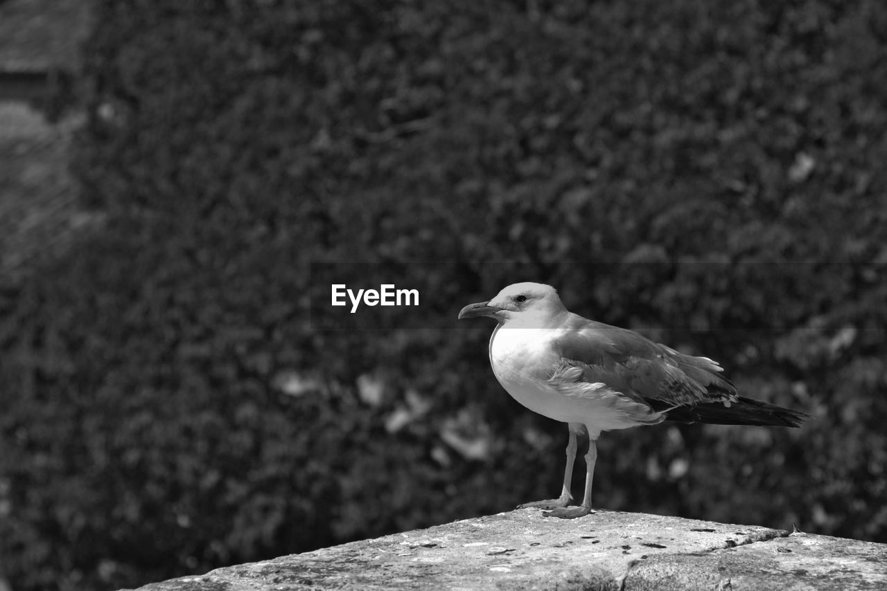 Close-up of seagull perching on retaining wall