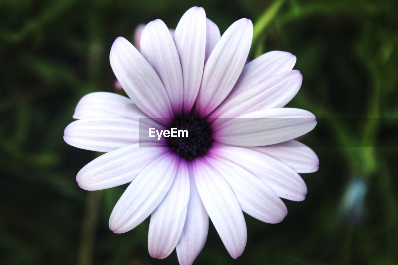 CLOSE-UP OF FRESH WHITE FLOWER