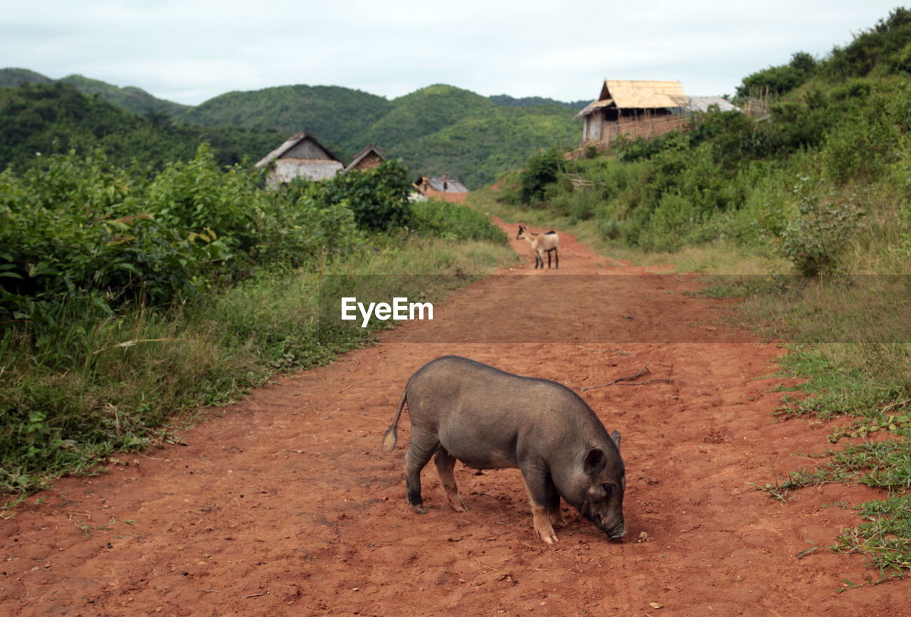 Pig standing on dirt road amidst plants