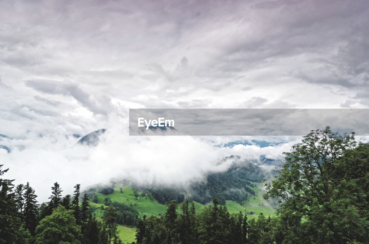 Scenic view of trees in forest against sky