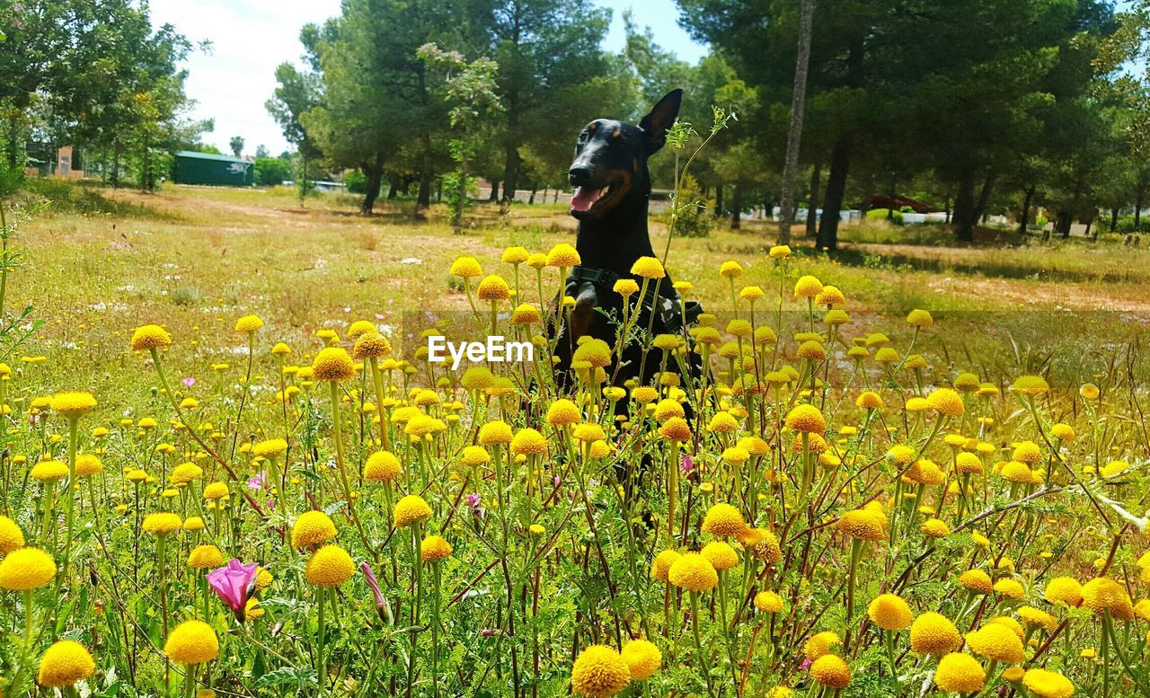 MAN RIDING BICYCLE ON FIELD