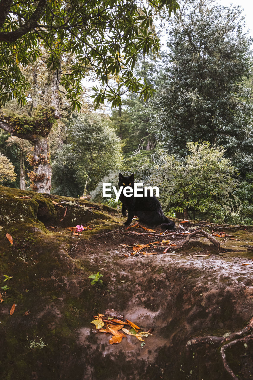 Black cat with yellow eyes looking at the camera in the forest