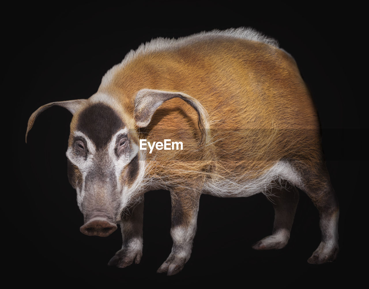 Close-up of a bush pig against black background