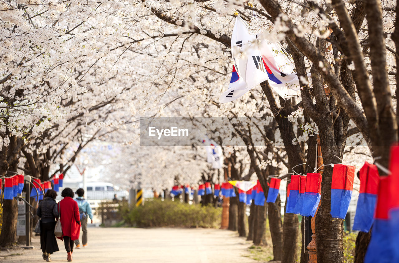 Korean flag at park