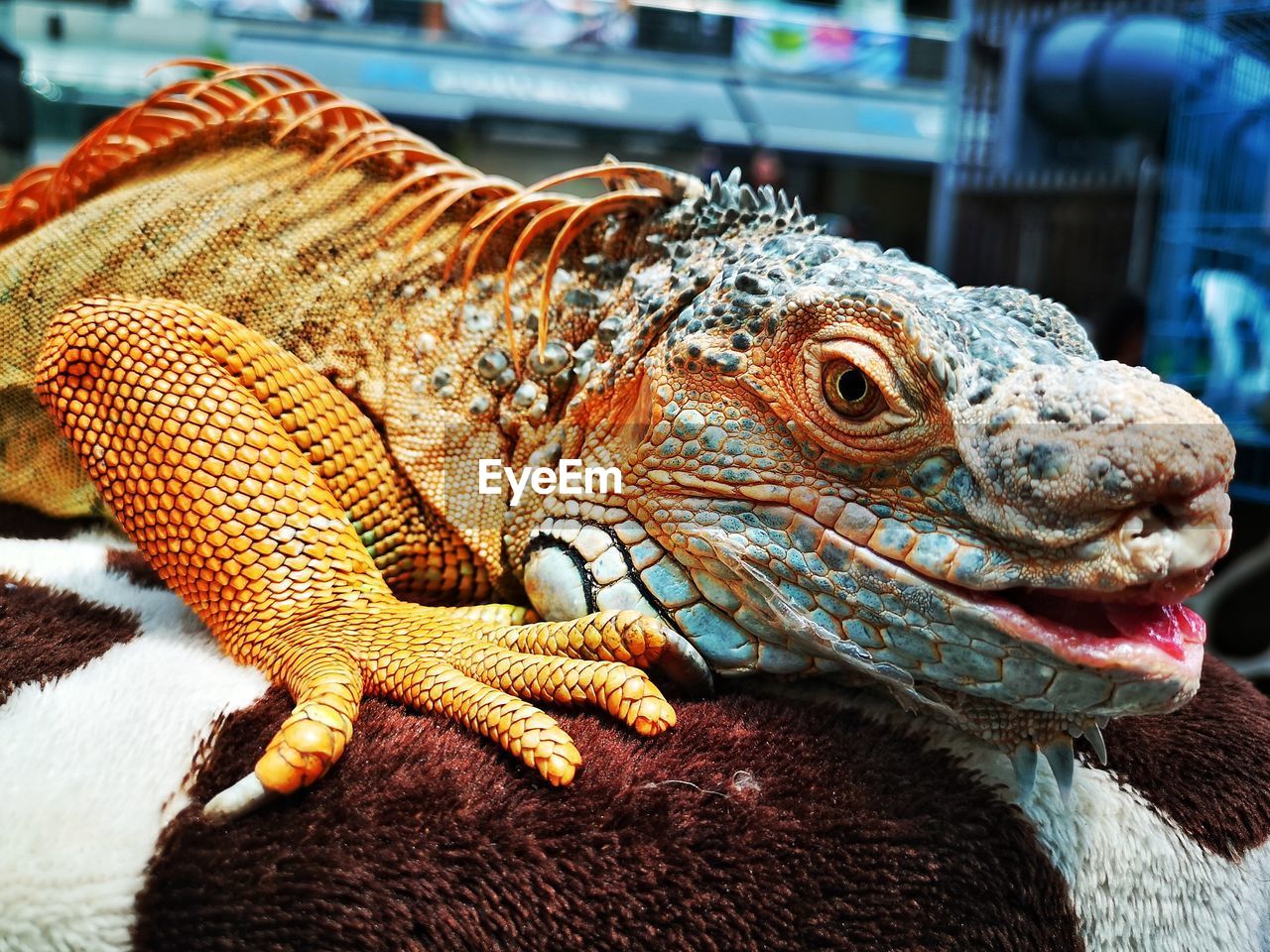 CLOSE-UP OF A ANIMAL