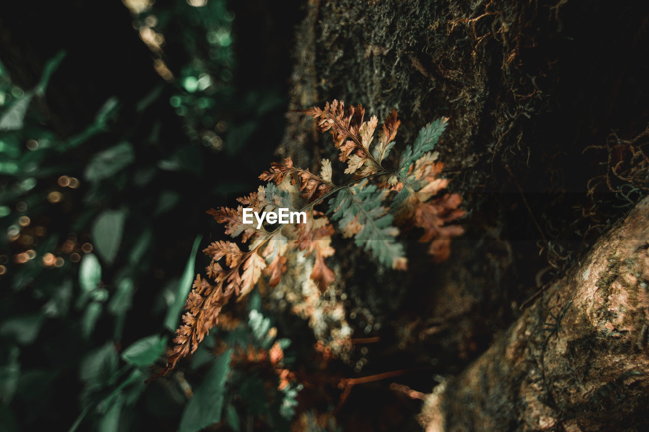 Some types of ferns that are parasitic are found in doi mon chong, chiang mai province, thailand.