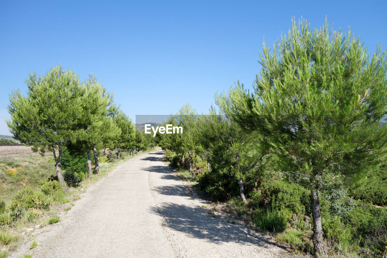 Road amidst trees against clear blue sky