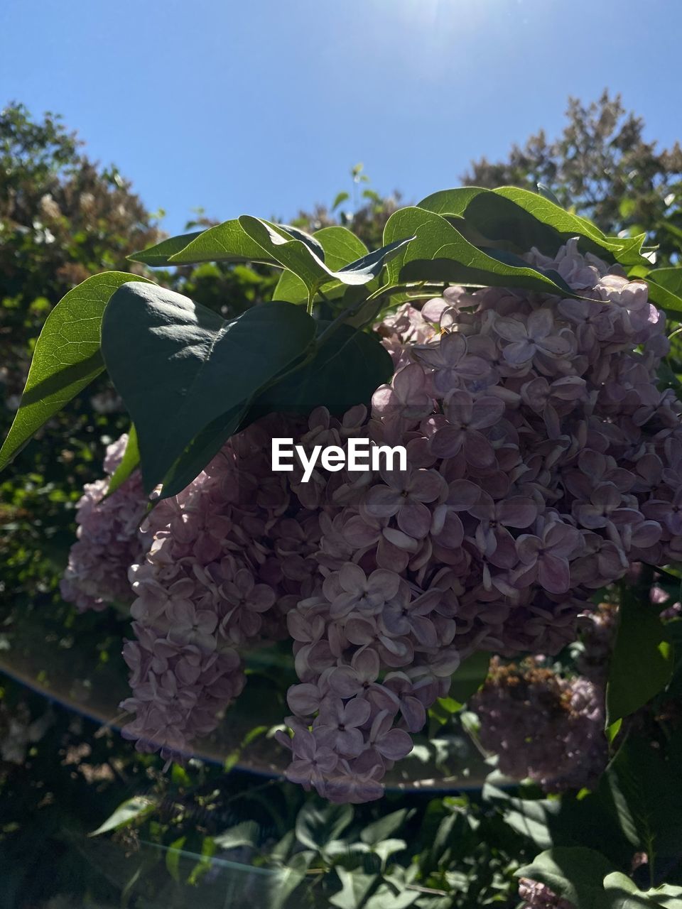 plant, nature, leaf, flower, tree, plant part, growth, green, no people, food, food and drink, day, healthy eating, outdoors, fruit, low angle view, beauty in nature, sky, sunlight, freshness, branch, close-up, produce