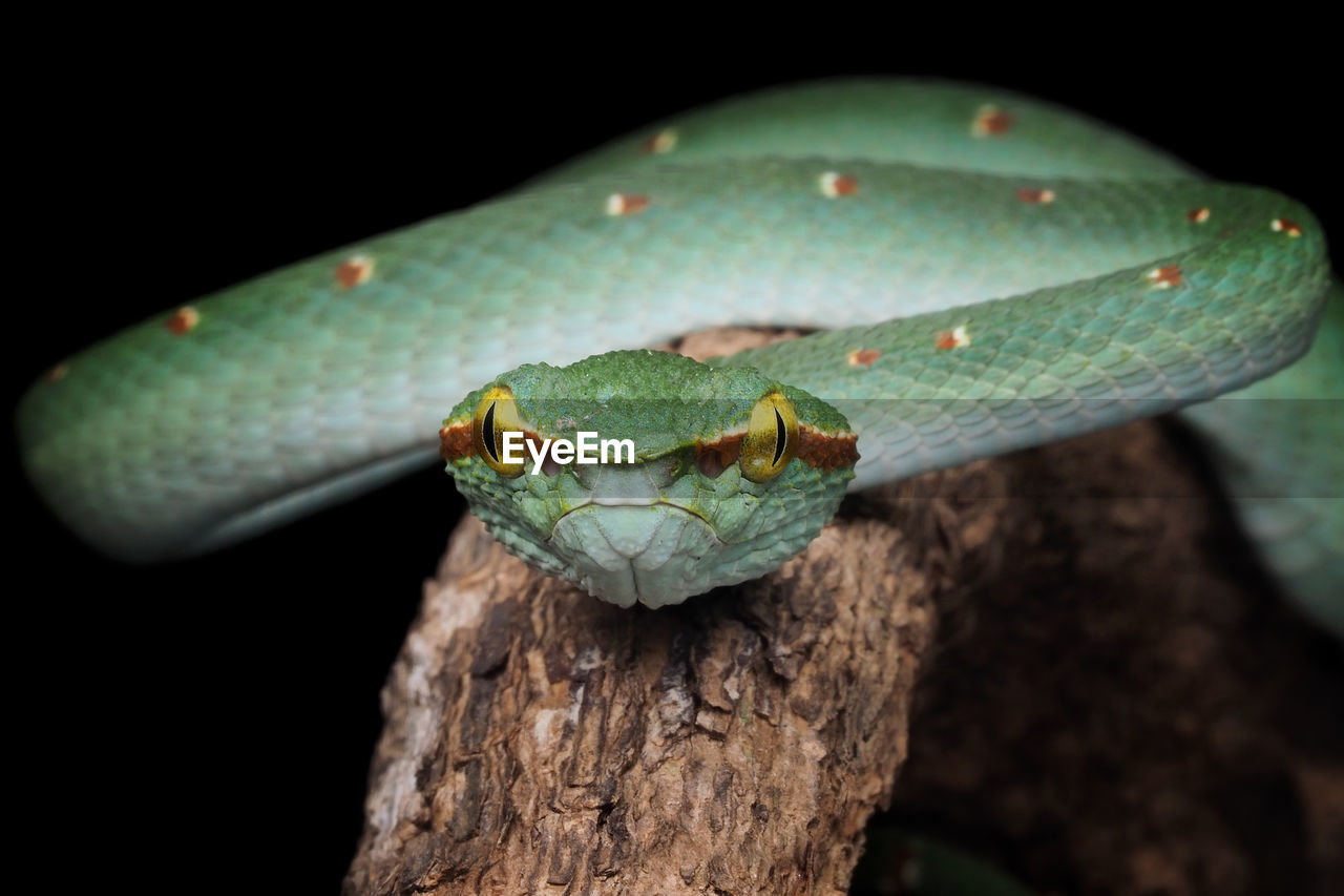 Venomous snake