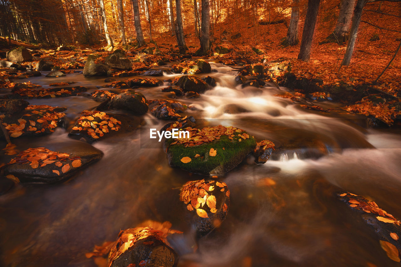 Beautiful forest from bucin pass, in the colors of autumn