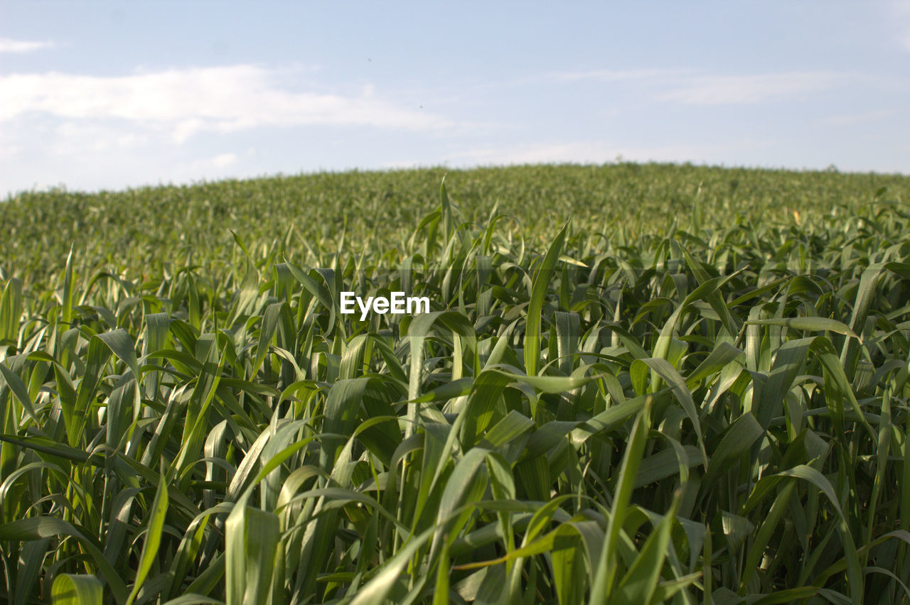 SCENIC VIEW OF AGRICULTURAL FIELD