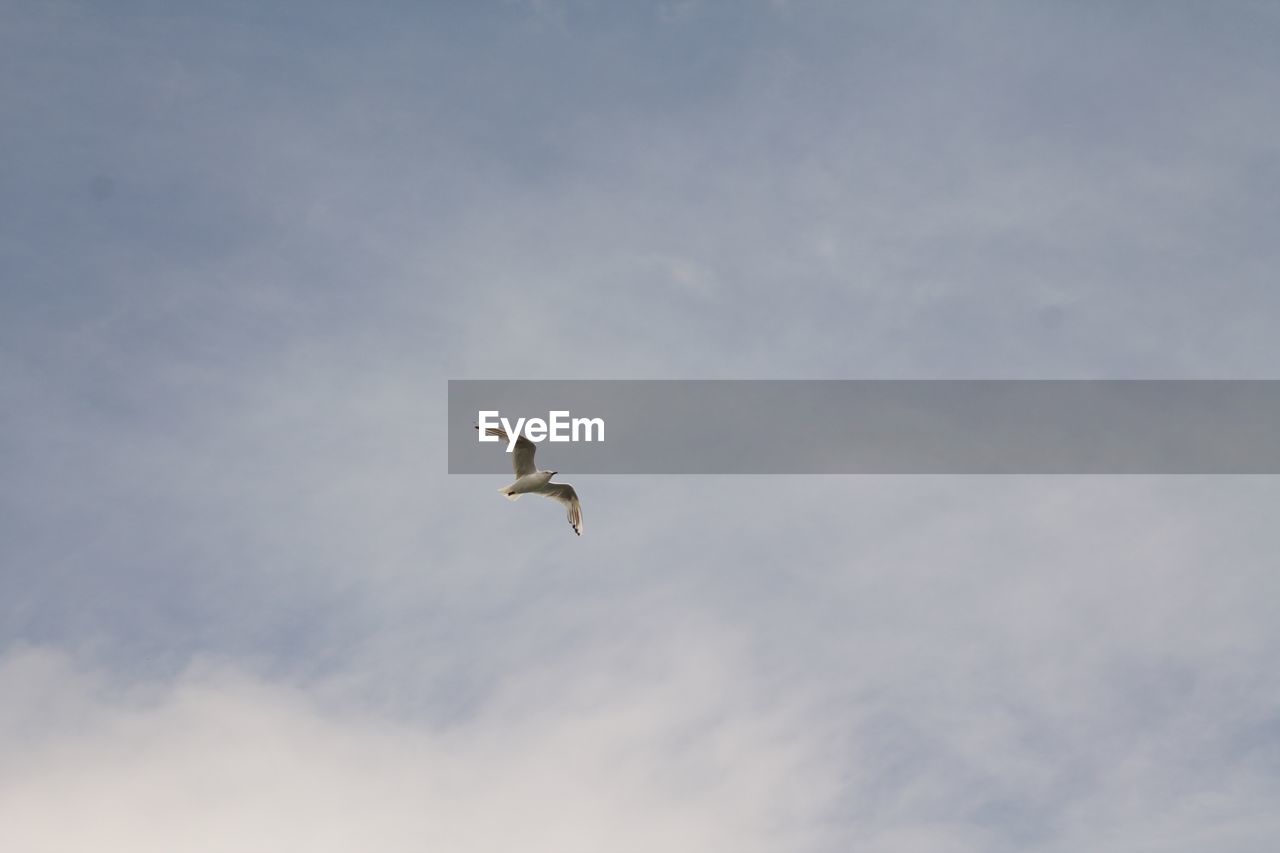 LOW ANGLE VIEW OF BIRDS FLYING OVER THE SKY