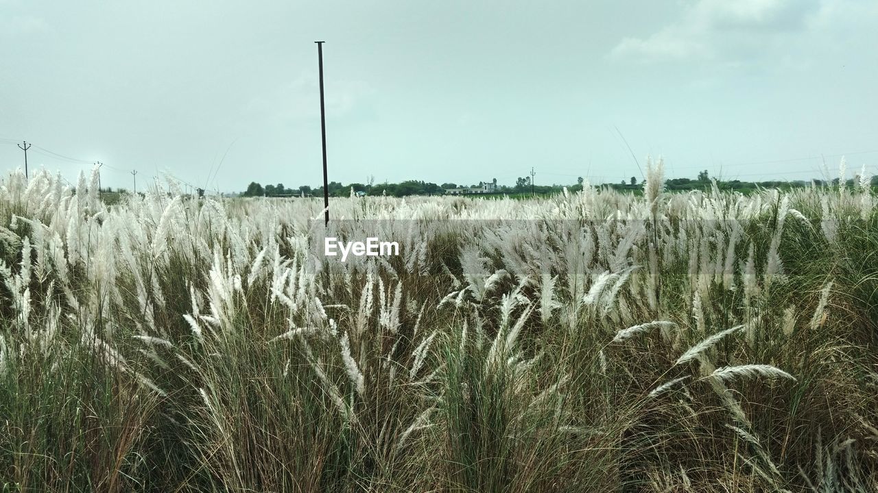 Wheat field against sky