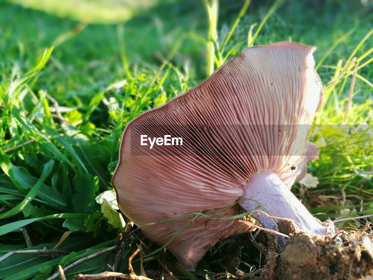 Close-up of picked mushroom