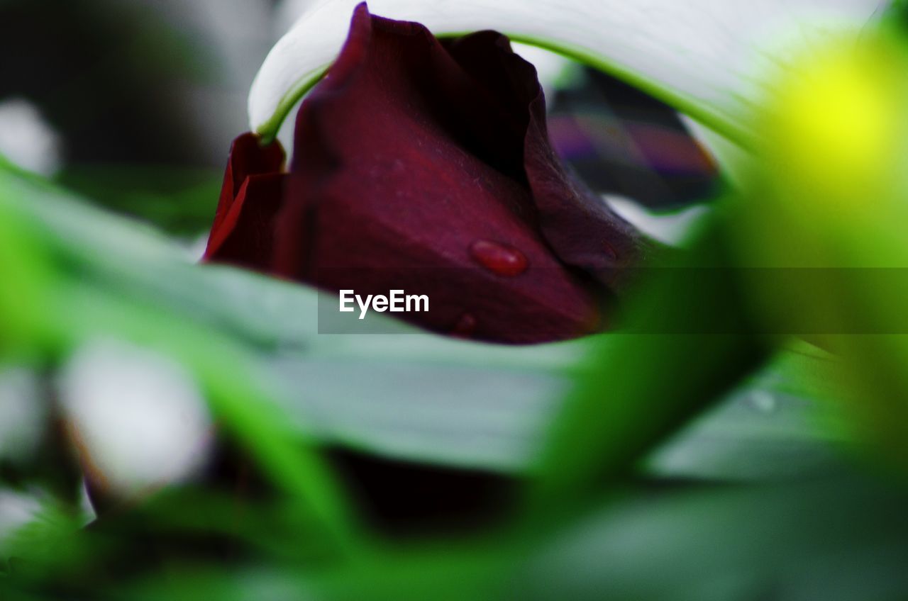 CLOSE-UP OF RED ROSES