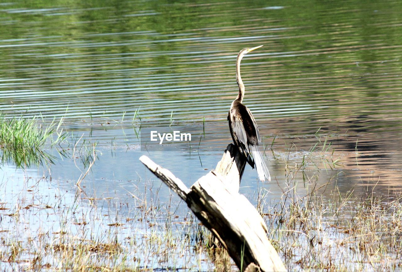 BIRDS FLYING OVER LAKE