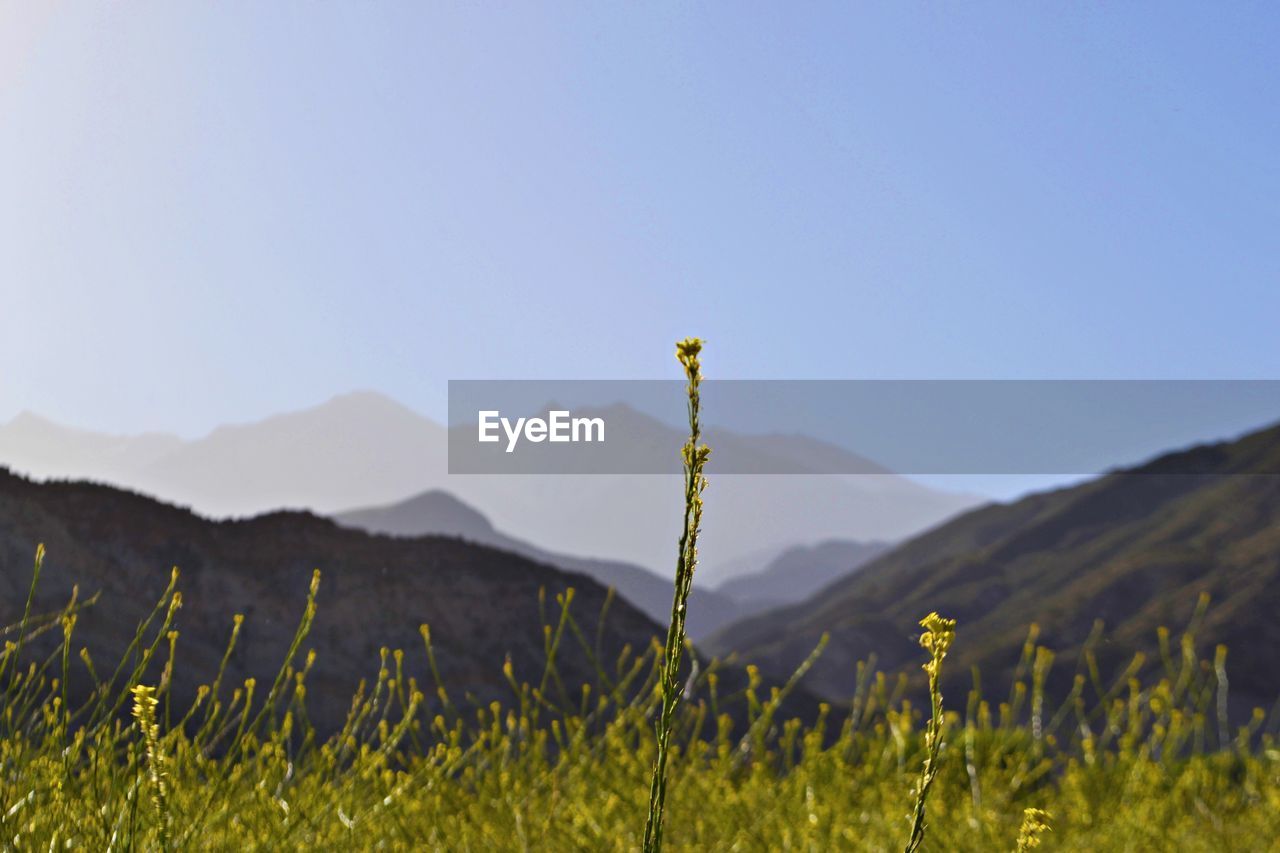 Scenic view of field against clear sky