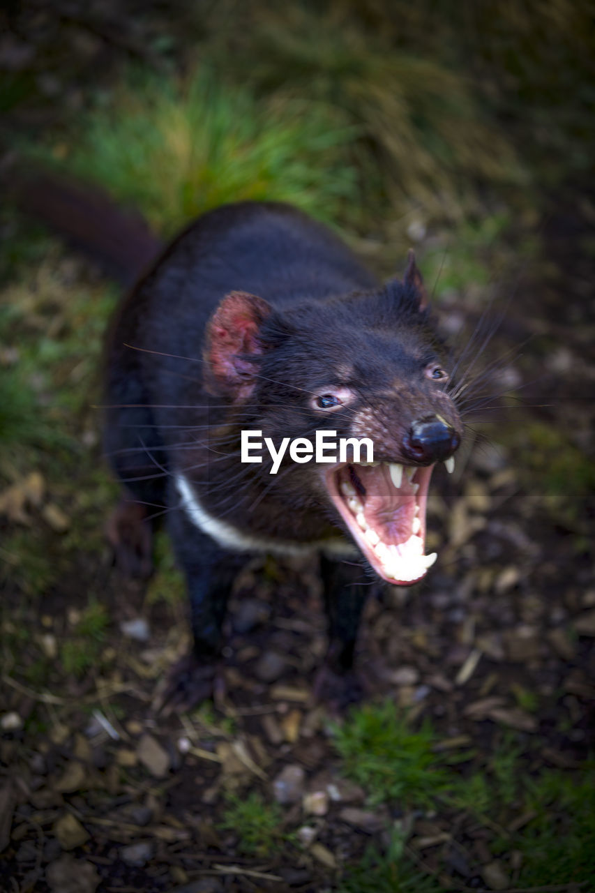 Close-up of angry tasmanian devil on field 
