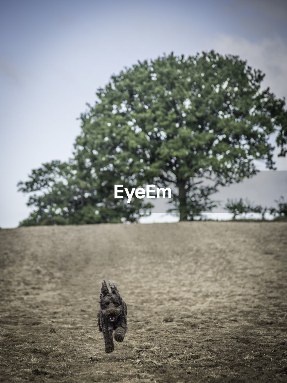 View of a dog on field