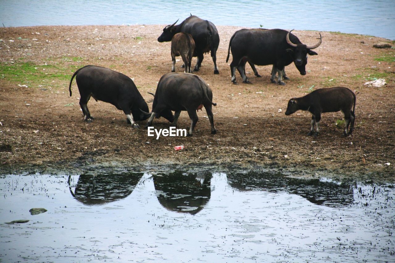 High angle view of buffalos on field by pond