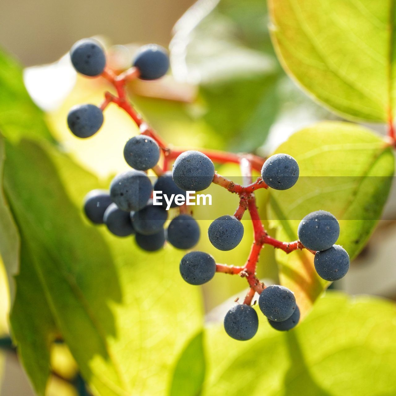 fruit, healthy eating, food and drink, food, leaf, plant part, berry, produce, plant, nature, growth, huckleberry, freshness, wellbeing, blueberry, no people, grape, close-up, agriculture, ripe, tree, vineyard, shrub, flower, branch, bilberry, juicy, green, bunch, macro photography, outdoors, crop