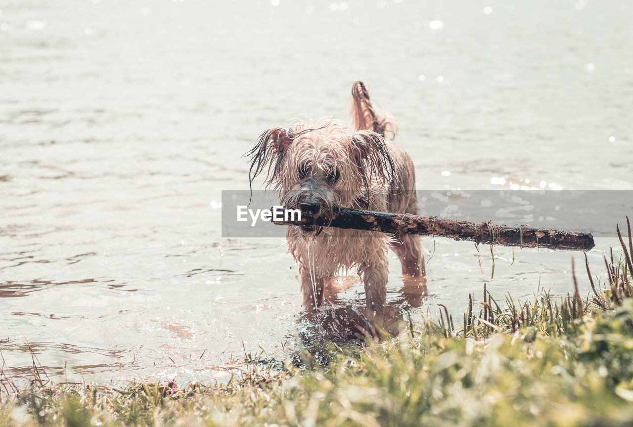 DOG STANDING AT BEACH