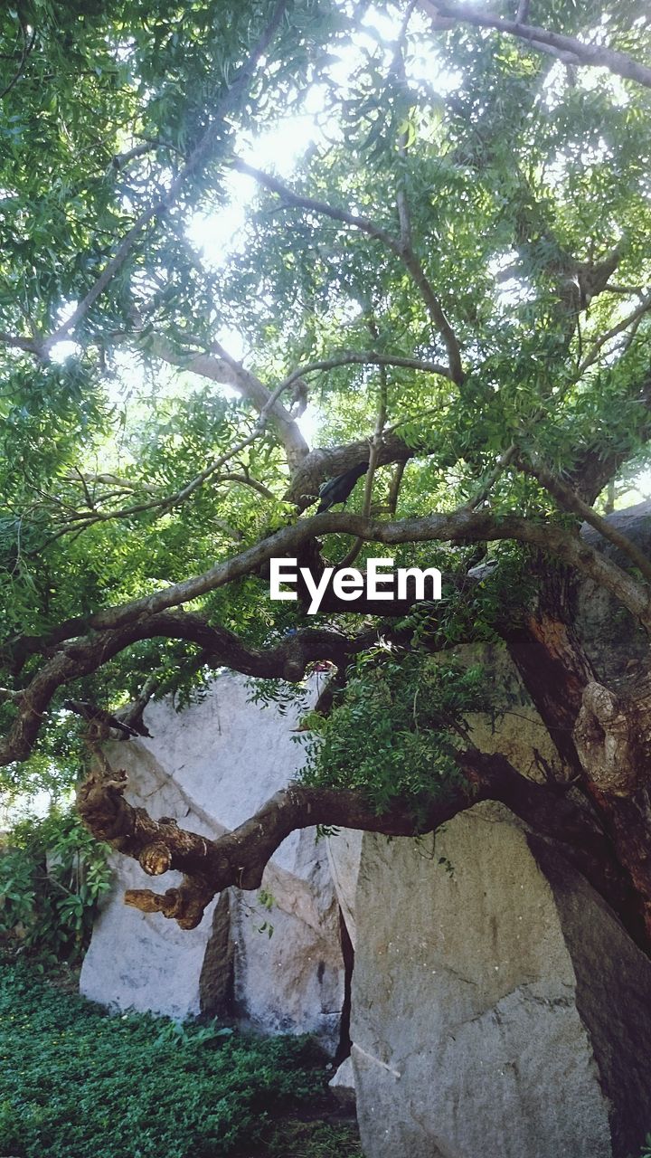 LOW ANGLE VIEW OF TREES IN FOREST AGAINST SKY