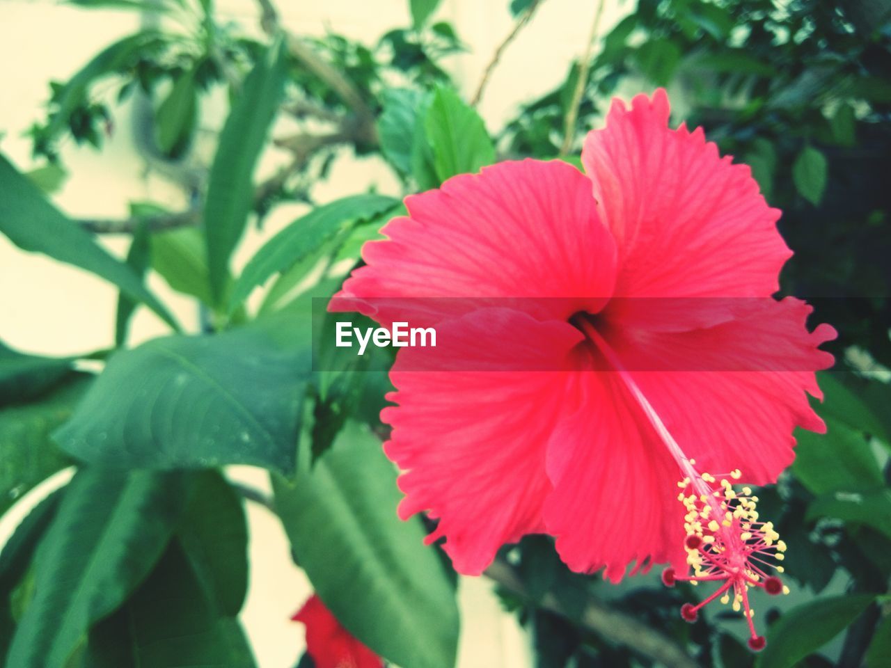 CLOSE-UP OF PINK FLOWER BLOOMING IN PARK